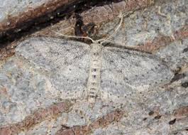 Attēlu rezultāti vaicājumam “Idaea seriata”