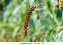 Attēlu rezultāti vaicājumam “Setaria italica”