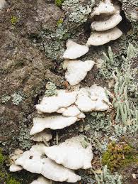 Attēlu rezultāti vaicājumam “Trichaptum abietinum”