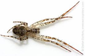 Attēlu rezultāti vaicājumam “Metellina merianae”