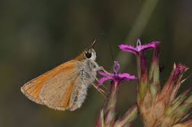 Attēlu rezultāti vaicājumam “Thymelicus sylvestris underside”