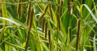 Attēlu rezultāti vaicājumam “Carex pseudocyperus”