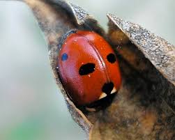 Attēlu rezultāti vaicājumam “Coccinella quinquepunctata”