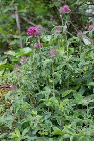 Attēlu rezultāti vaicājumam “Trifolium alpestre leaf”