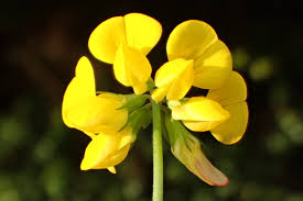 Attēlu rezultāti vaicājumam “Lotus corniculatus”