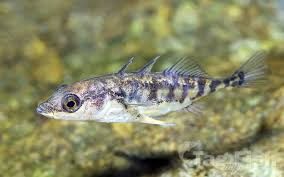 Attēlu rezultāti vaicājumam “Gasterosteus aculeatus”