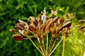 Attēlu rezultāti vaicājumam “Carum carvi flower”