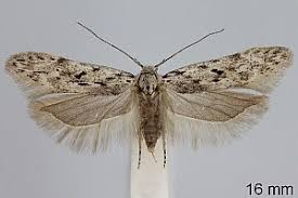 Attēlu rezultāti vaicājumam “Carpatolechia proximella”