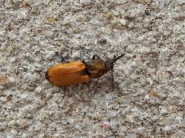 Attēlu rezultāti vaicājumam “Anostirus castaneus”