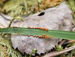 Attēlu rezultāti vaicājumam “Physarum rubiginosum macro”
