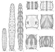 Attēlu rezultāti vaicājumam “Eupithecia subumbrata larva”