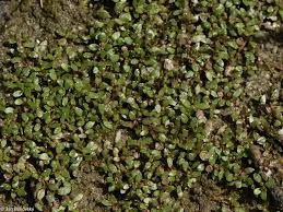 Attēlu rezultāti vaicājumam “Elatine hydropiper”