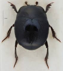 Attēlu rezultāti vaicājumam “Hypocaccus rugiceps”