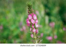 Attēlu rezultāti vaicājumam “Ononis arvensis bud”