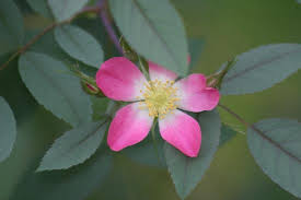 Attēlu rezultāti vaicājumam “Rosa glabrifolia”