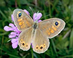 Attēlu rezultāti vaicājumam “Lasiommata maera underside”