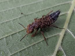 Attēlu rezultāti vaicājumam “Ontholestes murinus”