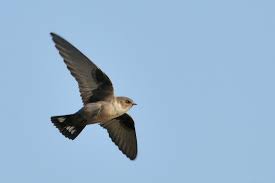 Image result for Ptyonoprogne rupestris