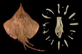 Image result for Leucoraja