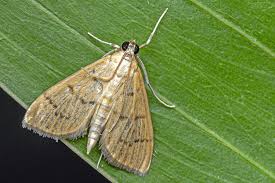 Attēlu rezultāti vaicājumam “Crambidae”