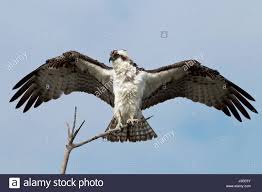 Attēlu rezultāti vaicājumam “Pandion haliaetus adult”