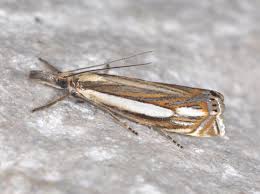 Attēlu rezultāti vaicājumam “Crambus silvella”