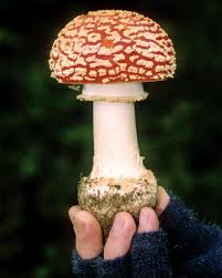Attēlu rezultāti vaicājumam “Amanita muscaria”