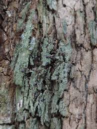 Attēlu rezultāti vaicājumam “Phaeographis dendritica”