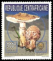 Attēlu rezultāti vaicājumam “Lepiota aspera”