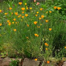 Attēlu rezultāti vaicājumam “Eschscholzia californica fruit”