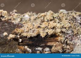 Attēlu rezultāti vaicājumam “Hyphodontia barba-jovis”