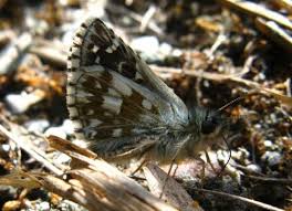 Attēlu rezultāti vaicājumam “Pyrgus serratulae upperside”