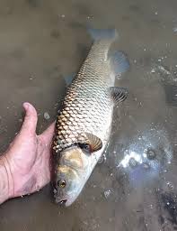 Image result for Squalius vardarensis