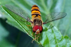 Attēlu rezultāti vaicājumam “Episyrphus balteatus”