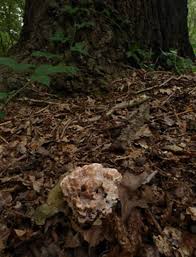 Image result for Podoscypha multizonata