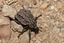 Image result for Brachycerus undatus