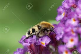 Attēlu rezultāti vaicājumam “Trichius fasciatus imago”