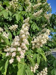 Attēlu rezultāti vaicājumam “Aesculus hippocastanum”