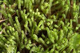 Attēlu rezultāti vaicājumam “Paludella squarrosa”