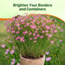 Image result for Coreopsis