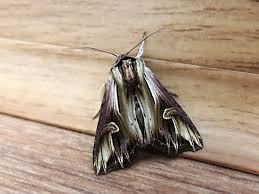 Attēlu rezultāti vaicājumam “Actinotia polyodon”