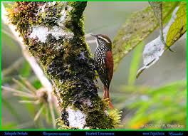 Image result for beleza roubada