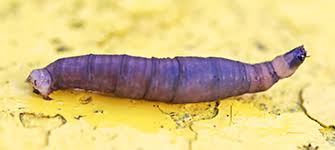 Attēlu rezultāti vaicājumam “Therevidae larva”