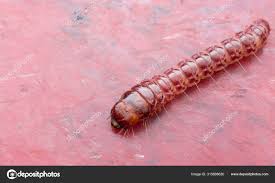 Attēlu rezultāti vaicājumam “Cerambycidae larva”