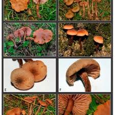 Attēlu rezultāti vaicājumam “Diderma rufostriatum young”