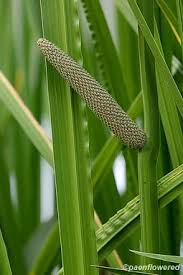 Image result for Acorus calamus