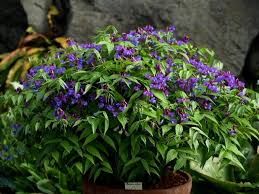 Attēlu rezultāti vaicājumam “Lathyrus vernus”