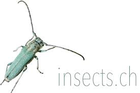 Attēlu rezultāti vaicājumam “Rhopalus maculatus imago”