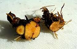 Attēlu rezultāti vaicājumam “Potentilla erecta fruit”