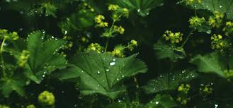 Image result for Alchemilla vulgaris